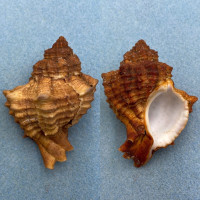 #5 Hexaplex duplex canariensis 77.1mm F+ Lanzarote, Canary Islands