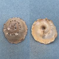 #1 Xenophora (Stellaria) chinensis 55.5mm F+ Taiwan