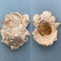 #1 Xenophora conchyliophora 103mm F+ Dry Tortugas, Florida