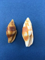 #1 Mitra Chrysostoma 34.6-41.6mm Set Of 2 Smaller From Mozambique