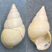 #3 Liguus fasciatus luteus 50.6mm F+ Deboe Hammock, Long Pine Key 1931