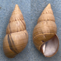 #3 Liguus flammellus cervus 47.2mm F++ Caribbean Data