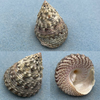 #1 Trochus maculatus 53.3mm F+ Malawali Island, Malaysia, 1963