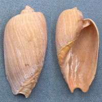 #5 Cymbium olla 106.6mm F+ West Africa