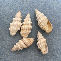 #3 Vexillum cadaverosum Lot 19-23mm F+/++ Society Islands