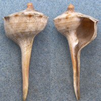 Tudicla spirillus 54.4mm F+ Tamarin, Mauritius Turbinellidae