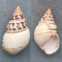 #12 Liguus fasciatus walkeri 48mm F+ Pinecrest #9 Col. Humes