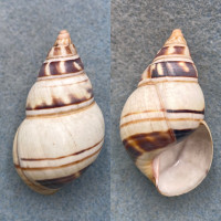 #1 Liguus fasciatus walkeri 49.2mm F+ Pinecrest #33