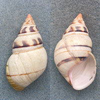 #11 Liguus fasciatus walkeri 51.5mm F+ Pinecrest #9 Col. Humes