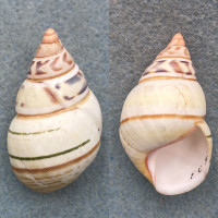 #13 Liguus fasciatus walkeri 43.1mm F++ Pinecrest #9 Col. Humes