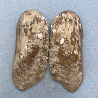 #4 Quadrula cylindrica 119.9mm F+ Wabash River, Merom, Indiana