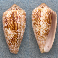 Conus aureus 47.5mm F+ Philippines