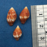 #2 Mitra (Nebularia) Cucumerina Set x3 13-15mm Marau Sound Solomon Is. Dived 5m