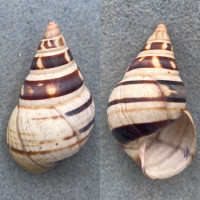 #18 Liguus fasciatus walkeri 46mm F+ Pinecrest