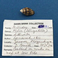 #6 Mitra (Strigatella) Litterata 19.1mm Zavora Mozambique Crabbed On Reef