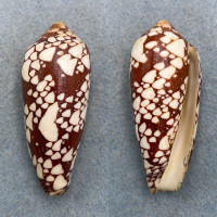 Conus episcopus 65.1mm F+ Laminusa, Siasi, Philippines