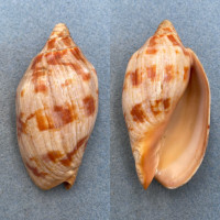 #2 Cymbiola rutila norrisii 76.8mm F+/++ Papua New Guinea