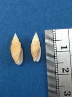 #2 Mitra Subcancilla Filaris Set Of 2 12-14mm On Reef 10-30m Cebu Philippines