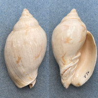 #1 Cymbiola flavicans 73mm F+ Arnhem Land, N. Territory, Australia