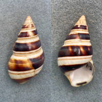 #11 Liguus fasciatus castaneozonatus 47.4mm F+ Fairchild Hammock, LPK Coll 1932