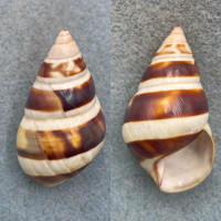 #8 Liguus fasciatus castaneozonatus 44.6mm F+ Paradise Key