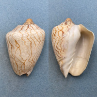 #2 Cymbiola nobilis 98.7mm F/+ No Data