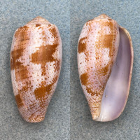 #4 Conus tulipa 51.9mm F+ Mauke, Cook Islands