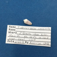 #1 Imbricaria Conovula 13.8mm Near Kihei Maui Hawaii 20' Near Reef