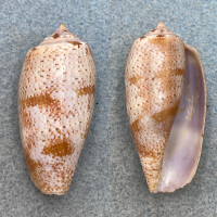 #5 Conus tulipa 48mm F+ Mauke, Cook Islands