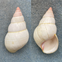 #2 Liguus fasciatus lineolatus 48.3mm F+ Key Largo