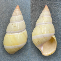 #2 Liguus fasciatus dryas 53.1mm F+ Little Pine Key