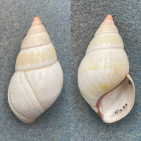 #3 Liguus fasciatus roseatus 49.5mm F+ Ross Hammock, Collected 1931