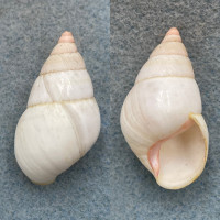 #4 Liguus fasciatus lineolatus 40.5mm F+ Key Largo