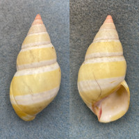 #1 Liguus fasciatus dryas 61mm F+ Little Pine Key