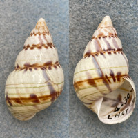 #3 Liguus fasciatus pseudopictus 42.1mm F+ (Lip Chipped) Lower Matecumbe