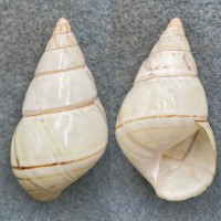 #1 Liguus fasciatus delicatus 44.7mm F+ Upper Part, Lower Matecumbe Key