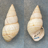 #4 Liguus fasciatus delicatus 59.5mm F+ Upper Hammock, Lower Matecumbe Key