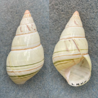 #8 Liguus fasciatus delicatus 47.4mm F+ Upper Hammock, Lower Matecumbe Key