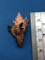 #14 33.9mm Chicoreus Brunneus Dived 20m Palawan Philippines Muricidae