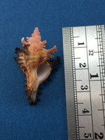 #14 33.9mm Chicoreus Brunneus Dived 20m Palawan Philippines Muricidae