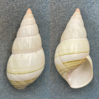 #7 Liguus fasciatus simpsoni 59.5mm F++ Lower Matecumbe Key, Middle Hammock