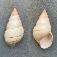 #11 Liguus fasciatus livingstoni 51mm F+ (Tip Chip) Key Largo