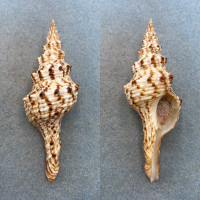 #2 Fusinus nicobaricus 87.6mm F++ W/O Kii, Japan 20-40fm