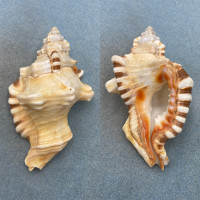 Cymatium perryi 100.5mm F+ Muscat, Oman