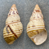 #10 Liguus fasciatus lignumvitae 48.6mm F (Tip Chip) Lower Matecumbe Key