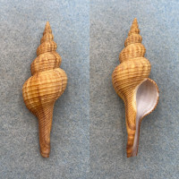 Fusinus ferrugineus 70.5mm F+ Minoshima, Wakayama Pref. Japan 5-10fms