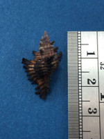 #2 23.5mm Chicoreus Brunneus Dived 20m Palawan Philippines Muricidae