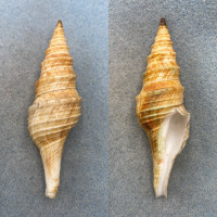 Polystira nobilis 88mm F+ Dredged, Gulf Of California, Mexico Turridae