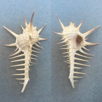 #5 Murex ternispina 108.7mm F+ W/O Trawled, Sorsogon Bay, Luzon, Philippines