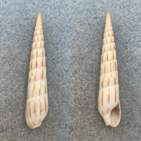 Hastula lanceata 39.5mm F+ Sulu Archipelago, Philippines